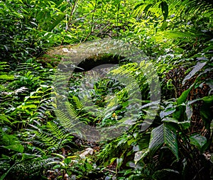 fallen tree on the track