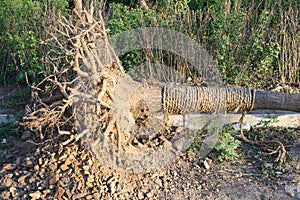 Fallen tree