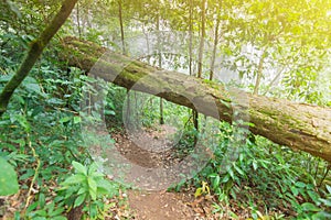 Caído un árbol en selva plantas sobre el lunes internacional 