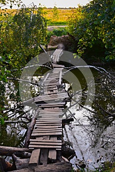 Fallen tree trunk as a bridge over a river in green forest