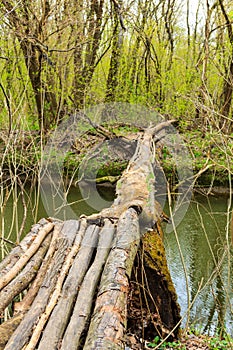 Fallen tree trunk as a bridge over a river in green forest