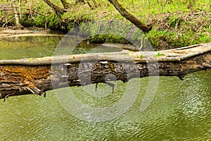 Fallen tree trunk as a bridge over river in green forest