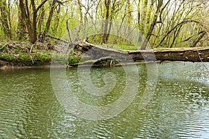 Fallen tree trunk as bridge over a river in green forest