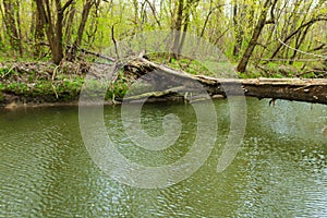 Fallen tree trunk as a bridge over river in green forest