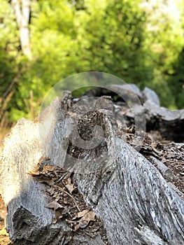 Fallen Tree Trunk and Blurry Pine Trees in Yosemite National Park