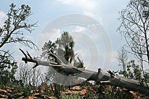 FALLEN TREE TRUNK WITH BRANCHES TRIMMED