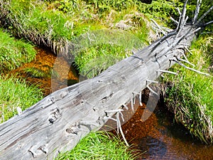 Fallen tree trunk bridge