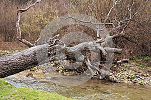 Fallen tree trunk bridging a forest river waterfall