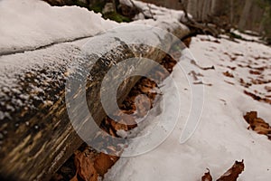 Fallen tree trunk covered in a layer of snow