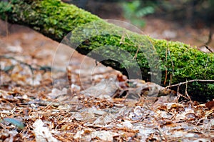 Fallen tree trunk covered with lush green moss