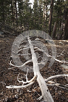 Fallen tree trunk decomposing on the ground