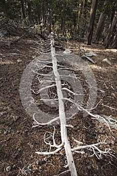 Fallen tree trunk decomposing on the ground
