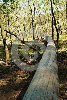 fallen tree trunk in the forest beautiful landscape