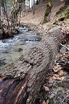 Fallen tree trunk in the forest with water stream on background.Stream in the forest. Early spring in the forest.