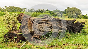 Fallen tree trunk in the grass