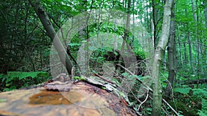 Fallen tree trunk in green forest