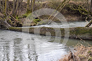 Fallen Tree trunk lies over the River