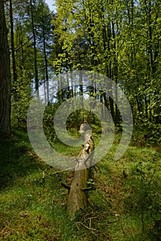 A fallen Tree Trunk lying on the woodland floor at the Crombie Nature Reserve