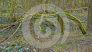 Fallen tree trunk with moss on the forest floor photo
