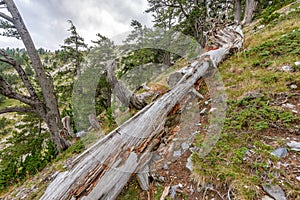 Fallen tree trunk in mountain forest