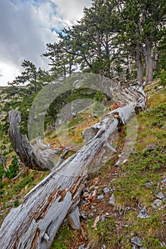 Fallen tree trunk in mountain forest