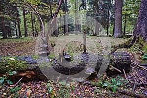 Fallen tree trunk overgrown hub in the woods