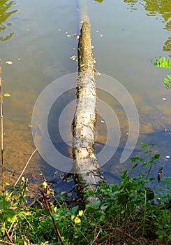 Fallen tree trunk partialy submerged in the water