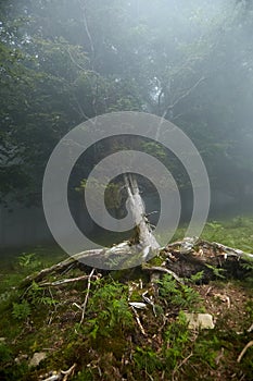 Fallen tree trunk with roots in the foggy forest. Flora of the Pyrenees. La Rhune mountain