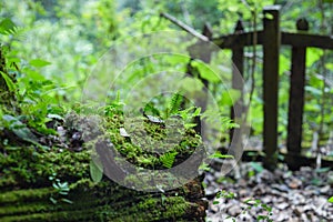 Fallen tree trunk rotting and covered with moss and ferns