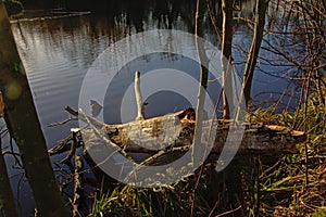 Fallen tree trunk on the side of a pond photo