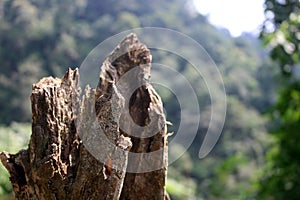 Fallen tree trunk spiky shape on mountain