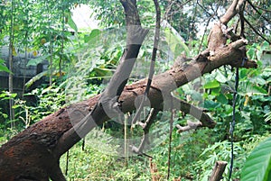 a fallen tree trunk but still intact stuck