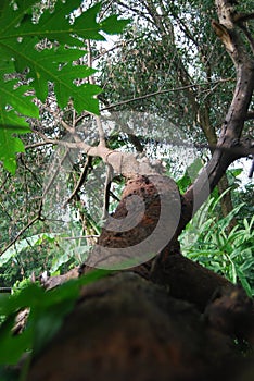 a fallen tree trunk but still intact stuck