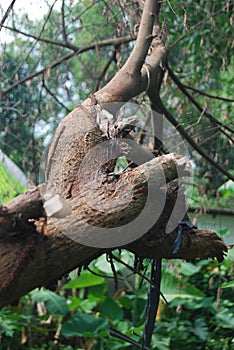 a fallen tree trunk but still intact stuck