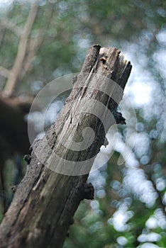 a fallen tree trunk but still intact stuck