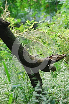 a fallen tree trunk but still intact stuck