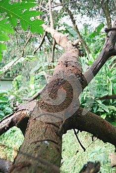 a fallen tree trunk but still intact stuck in the garden