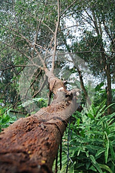 a fallen tree trunk but still intact stuck in the garden