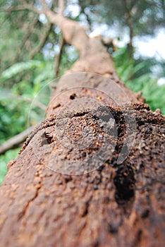 a fallen tree trunk but still intact stuck in the garden