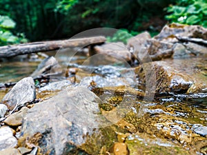 Fallen tree trunk in a water stream deep in wild forest