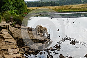 Fallen tree trunks. Dead trees.