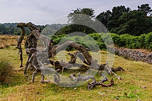 Fallen tree trunks. Dead trees.