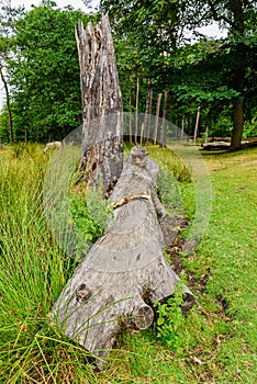 Fallen tree trunks. Dead trees.