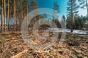 Fallen Tree Trunks In Deforestation Area. Pine Forest Landscape In Sunny Spring Day. Green Forest Deforestation Area