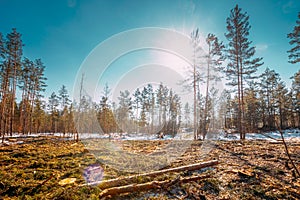 Fallen Tree Trunks In Deforestation Area. Pine Forest Landscape In Sunny Spring Day. Green Forest Deforestation Area