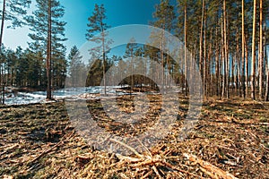 Fallen Tree Trunks In Deforestation Area. Pine Forest Landscape In Sunny Spring Day. Green Forest Deforestation Area