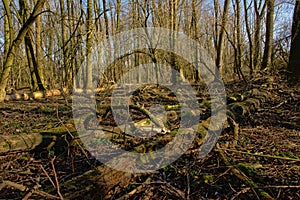 Fallen tree trunks on the forest floor