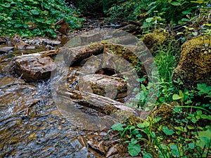 Fallen tree trunks in a water stream deep in wild forest. Natural forest background