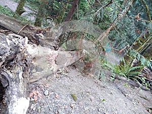 A fallen tree in the urban forest