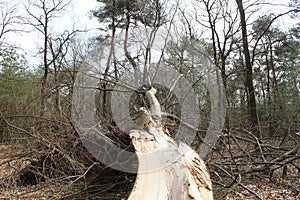 Fallen Tree